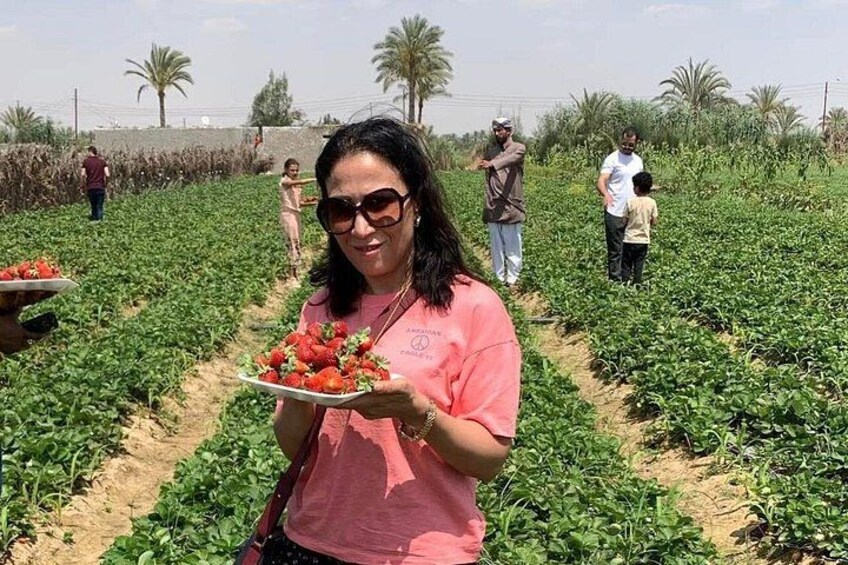 Shagie Farms Eco-Tourism Strawberry Picking Experience from Cairo 3