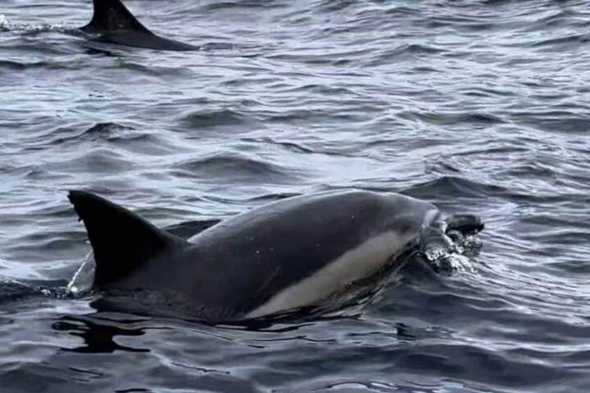 From Hobart: Port Arthur Day Trip with Wild Animals 2