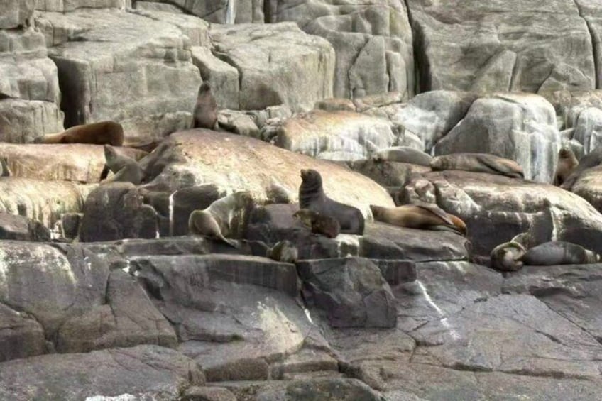 From Hobart: Port Arthur Day Trip with Wild Animals 5