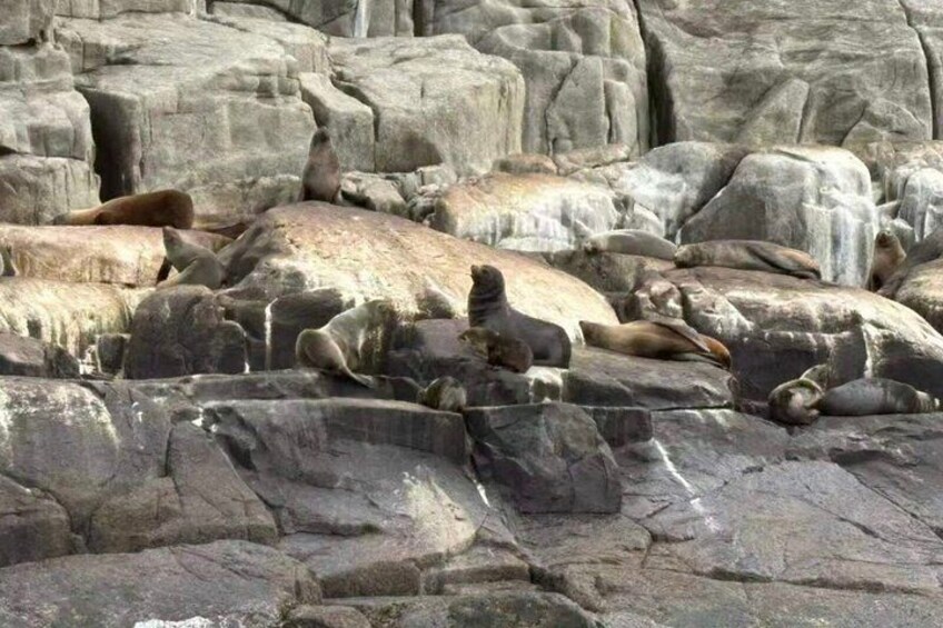 From Hobart: Port Arthur Day Trip with Wild Animals 5