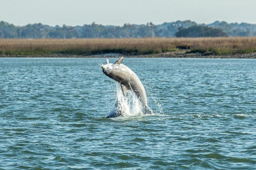Un delfino salta fuori dall'acqua in un ambiente naturale. 1