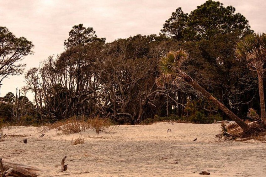 Una spiaggia sabbiosa con vegetazione rada e alberi sullo sfondo. 4
