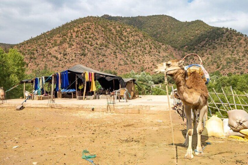 A camel with a saddle in a rural setting with a house and mountains in the background. 5