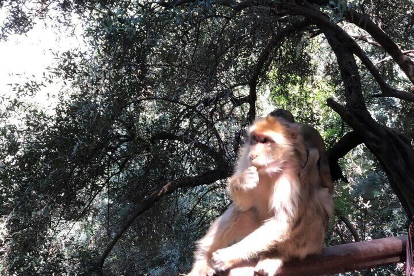 A monkey sitting on a branch in a forest. 2