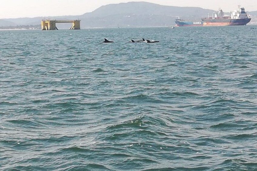 Jungle Dolphins Half Day Tour 2