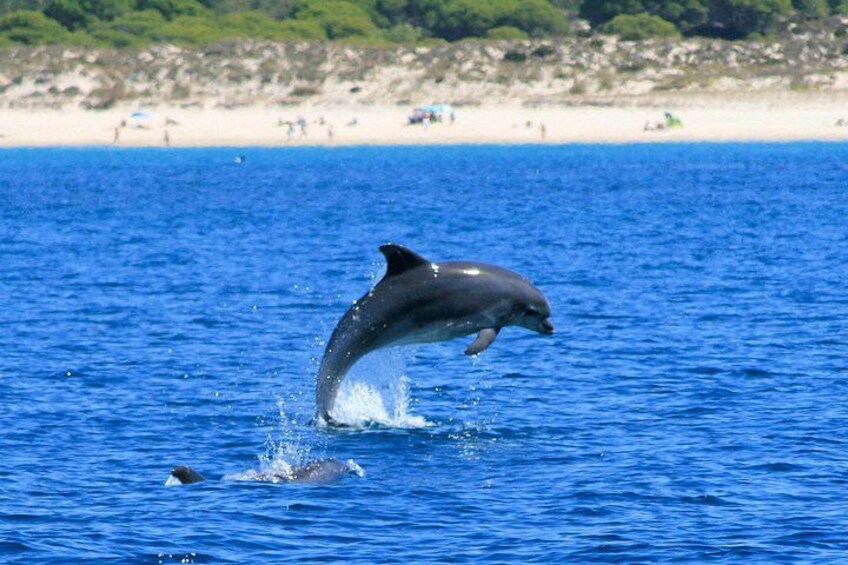 Jungle Dolphins Half Day Tour 1