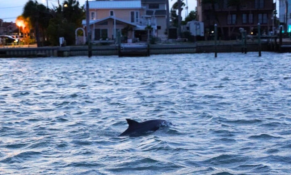 Picture 6 for Activity Madeira Beach: Calypso Breeze Cruise with Buffet 5