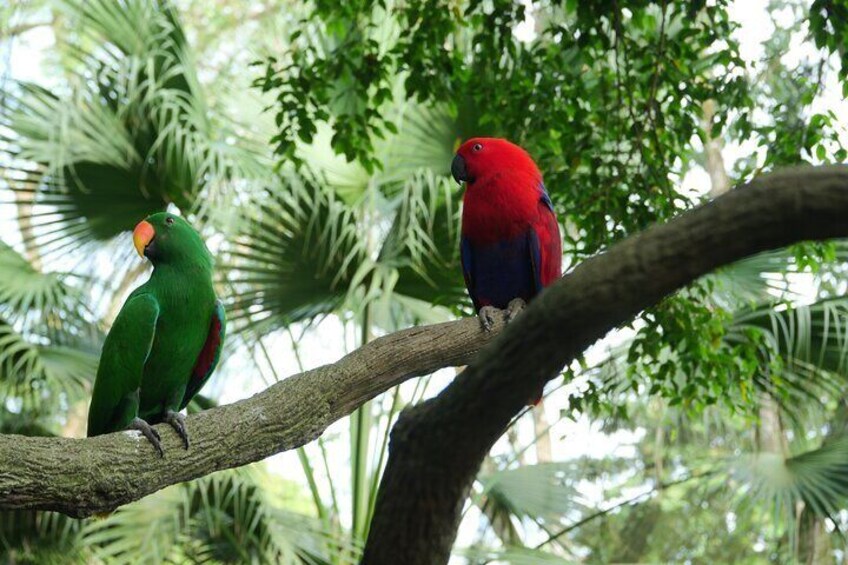 Two colorful parrots perched on a tree branch in a lush green forest. 4