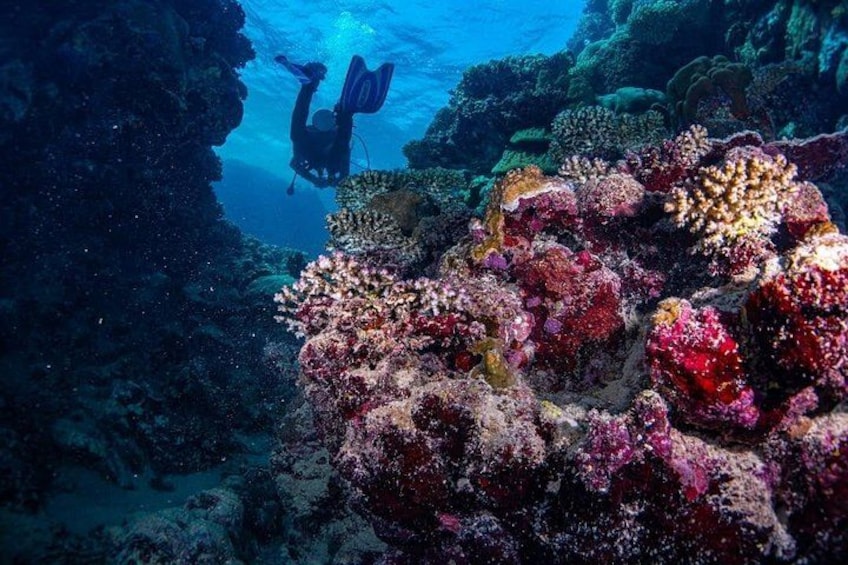 Swim with Dolphins at Samadai Reef Snorkeling from Marsa Alam 5