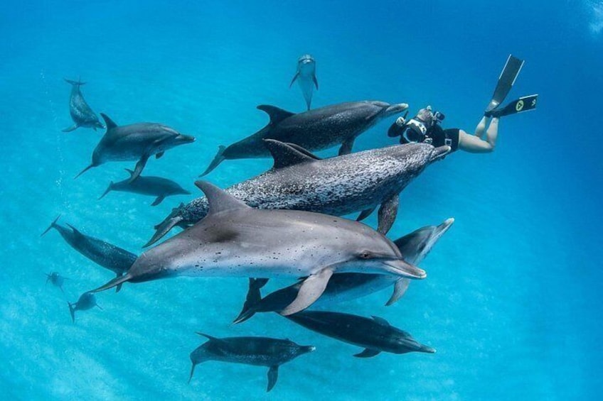 A diver swimming with dolphins in clear blue water. 5