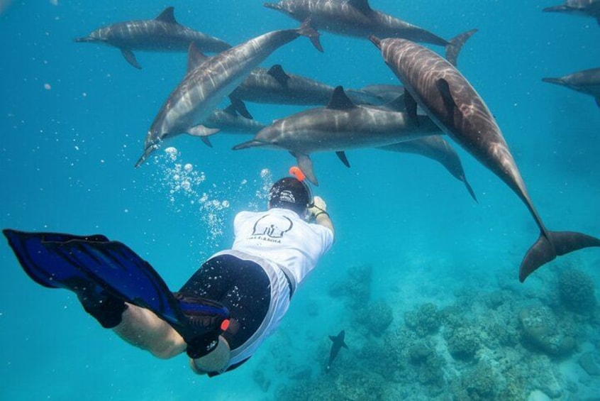 Un buceador nada con delfines en aguas azul turquesa. 1