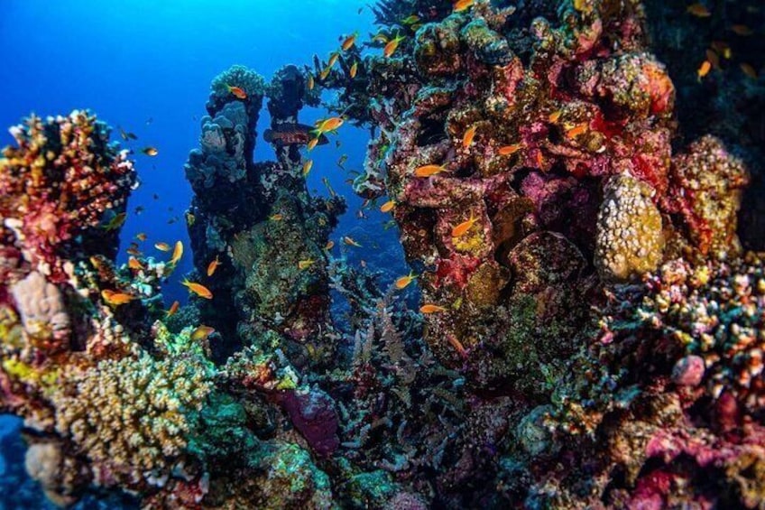 A vibrant coral reef with diverse marine life and colorful coral formations. 4