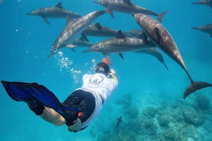 A person scuba diving with dolphins in clear blue water. 1