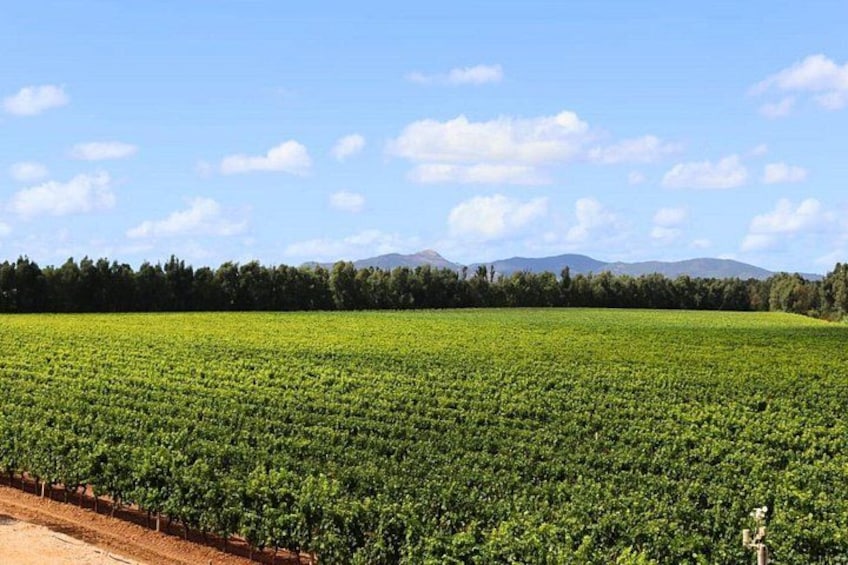 Un vaste champ agricole où s'étendent à perte de vue des rangées de cultures, sous un ciel dégagé. 5