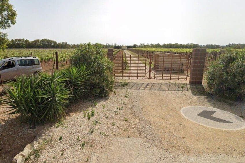 Alghero: guided tour of the winery with wine tasting 2