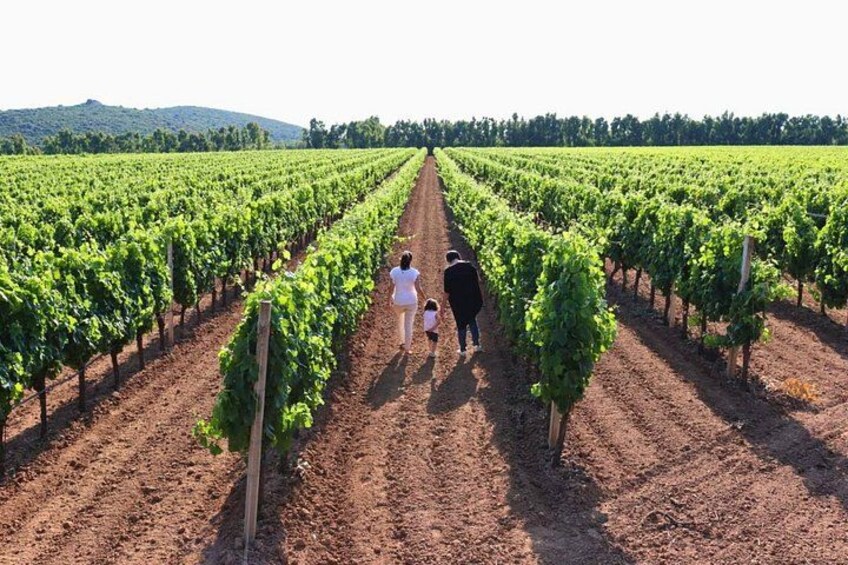 Alghero: guided tour of the winery with wine tasting 1