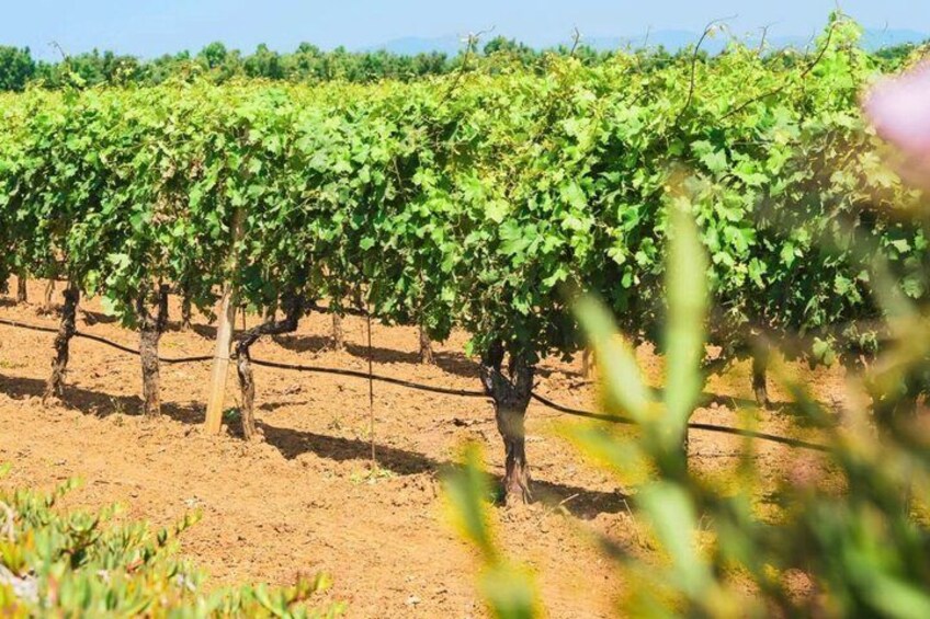 Reihen von Weinreben in einem Weinberg. 2