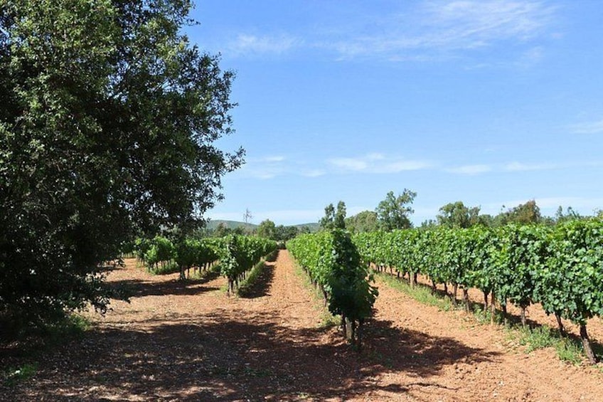 Un vignoble avec des rangées de vignes. 2