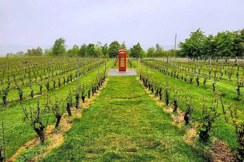 A vineyard with rows of grapevines and a red telephone booth in the center. 3