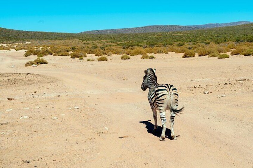 En zebra som vandrar på en ökenstig med gles vegetation och avlägsna kullar i bakgrunden. 5