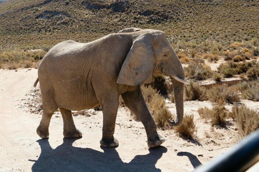 En elefant som går på en grusväg i ett ökenlandskap. 3