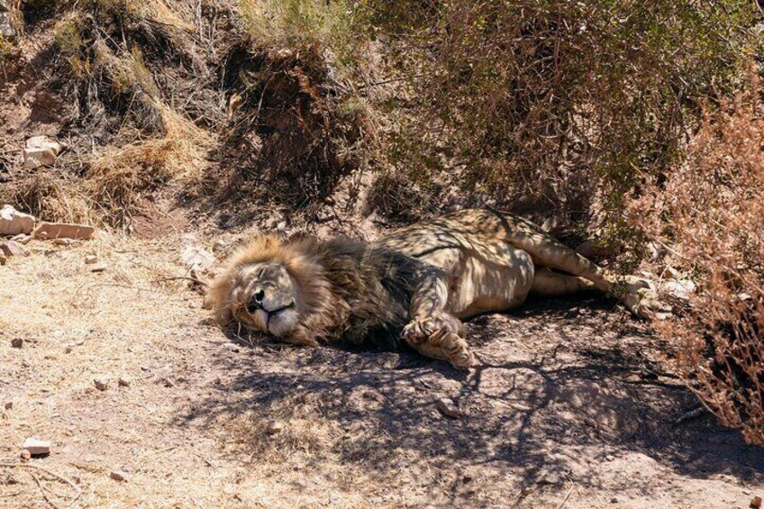 En lejon som ligger på marken i ett torrt, stenigt område med gles vegetation. 2