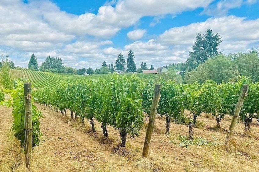 Curated Wine Country Experiences Half Day Tour 3