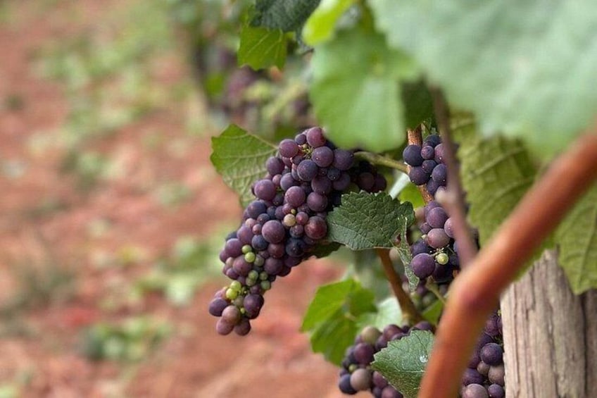 Curated Wine Country Experiences Half Day Tour 4
