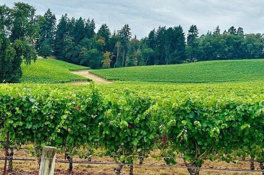 Curated Wine Country Experiences Half Day Tour 2