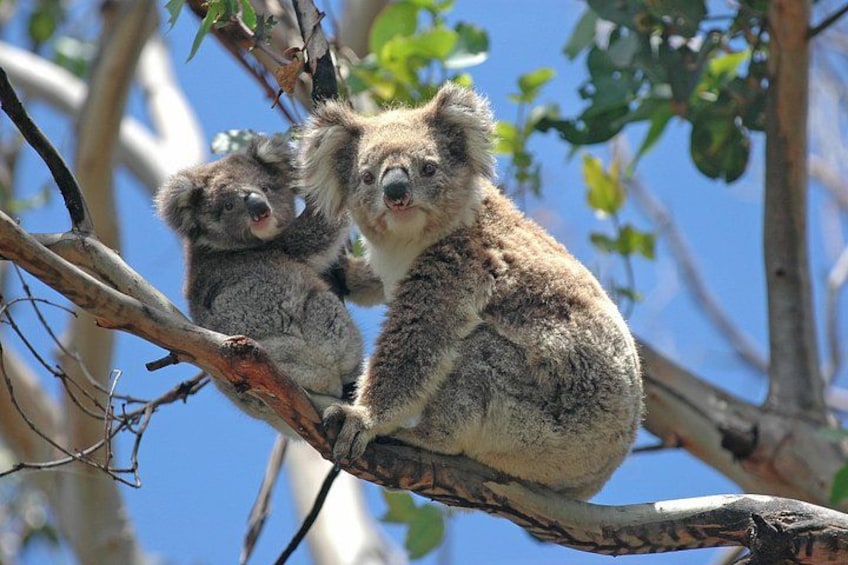 Two koalas on a tree branch. 3