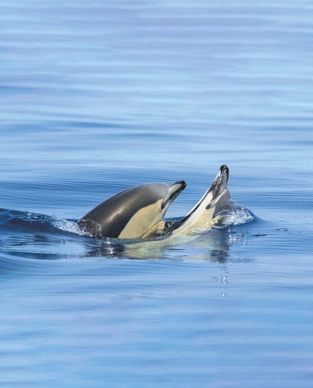 Two orcas breaching the water's surface. 2