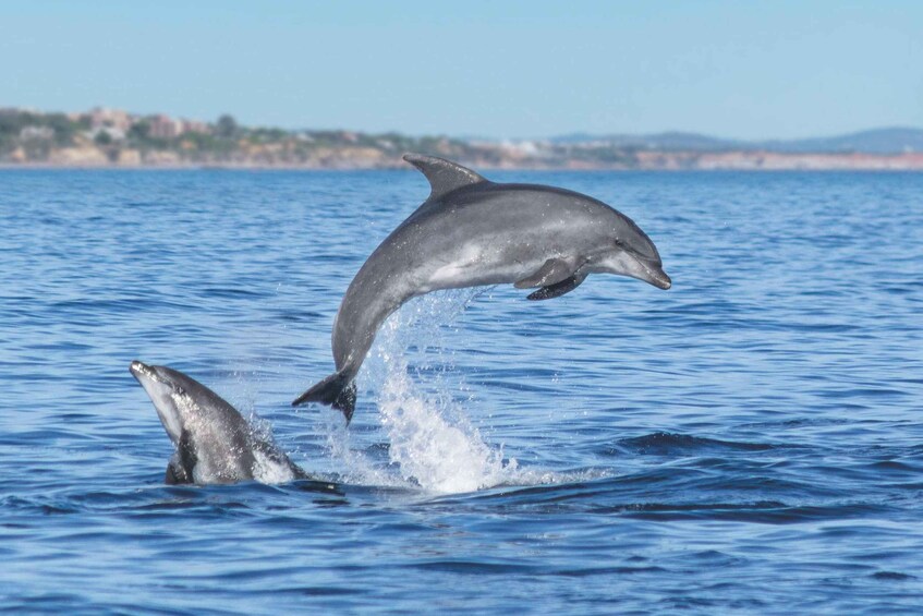 Two dolphins jumping out of the water. 3