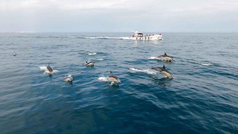 Lagos: Dolphins & Benagil Caves Catamaran - Marine Biologist 1
