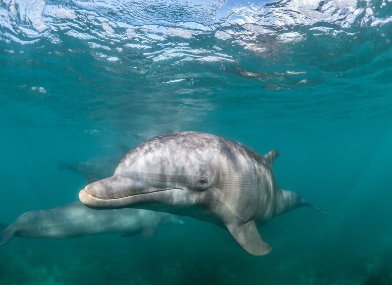 Picture 6 for Activity Lagos: Dolphin Watching Half-Day Cruise & Water Activities 5