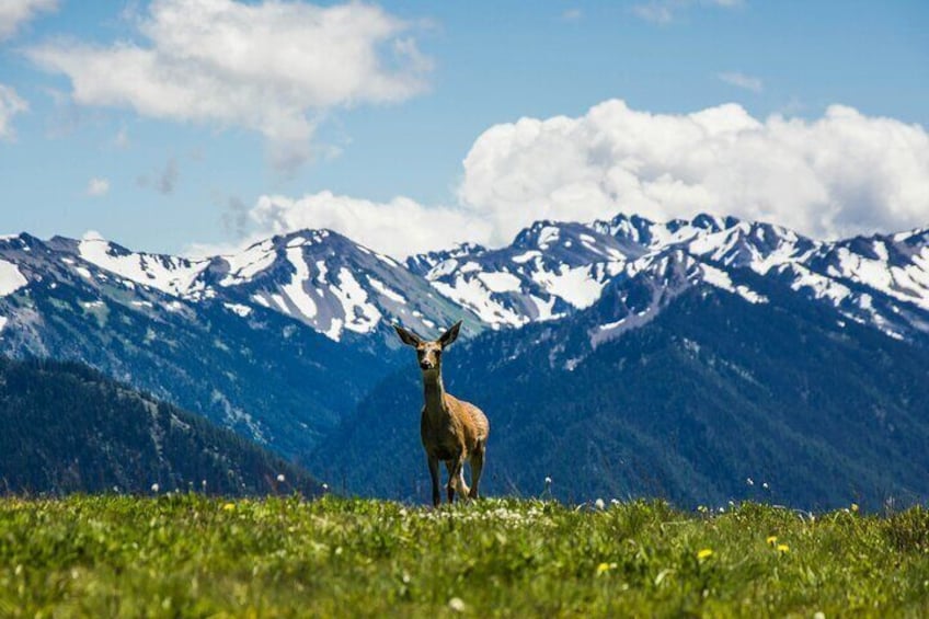A deer standing in a grassy field with snow-capped mountains in the background. 4