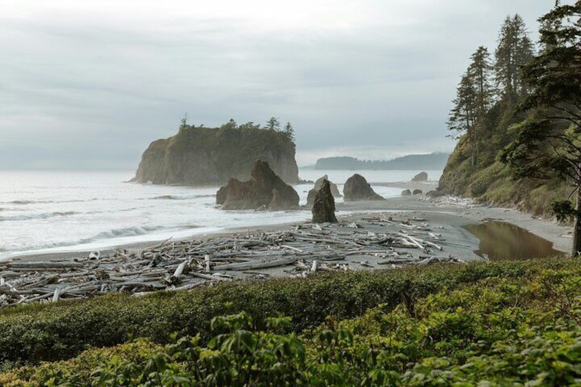 A rocky shoreline with driftwood, cliffs, and dense vegetation. 1