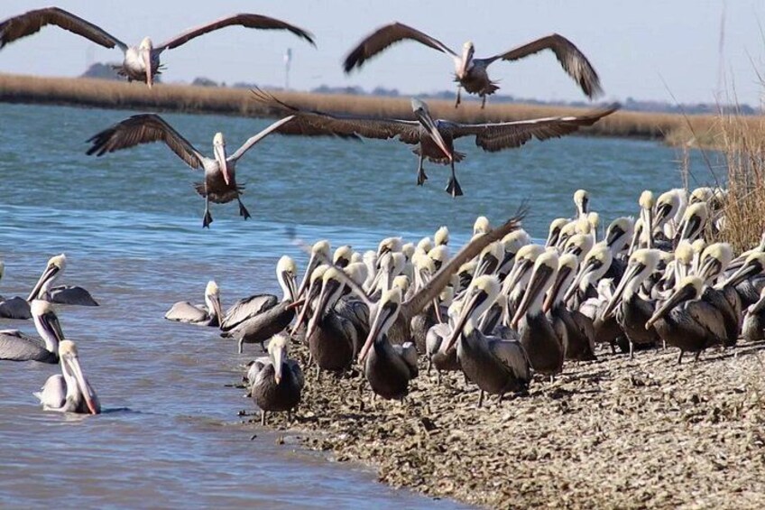 En flock pelikaner vid ett vattendrag. 3