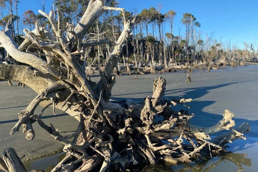 Un albero caduto sulla spiaggia, con cielo sereno e palme sullo sfondo. 3