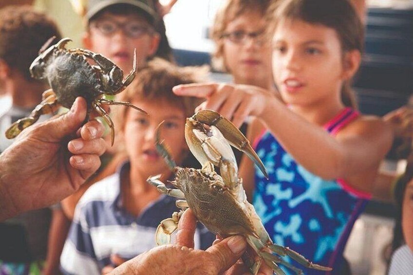 Capers Island Wildlife Exploration 4