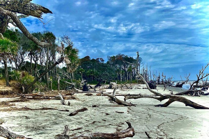 Capers Island Wildlife Exploration 5