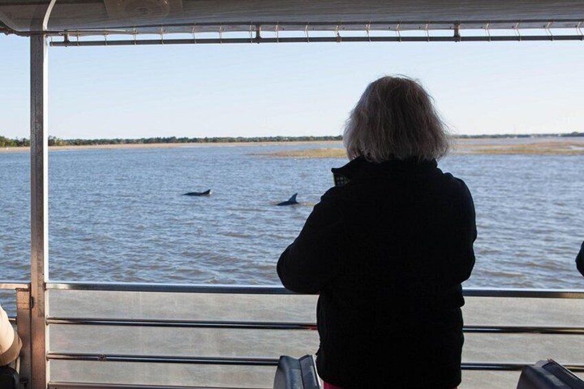 Capers Island Wildlife Exploration 3