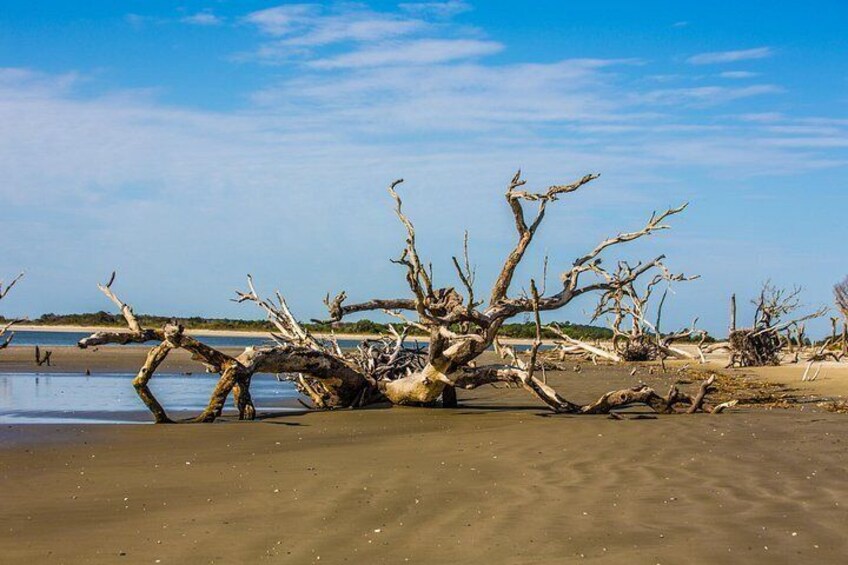 Capers Island Wildlife Exploration 2