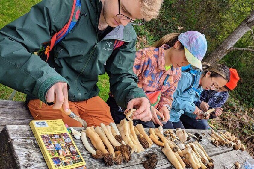 People examining mushrooms on a wooden table in a forest. 2