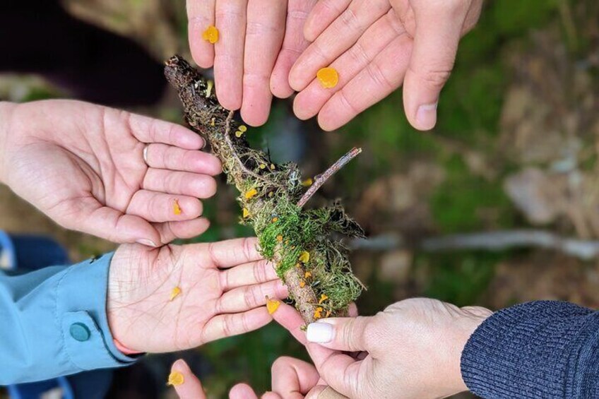 Hands holding a moss-covered branch with yellow flowers. 3
