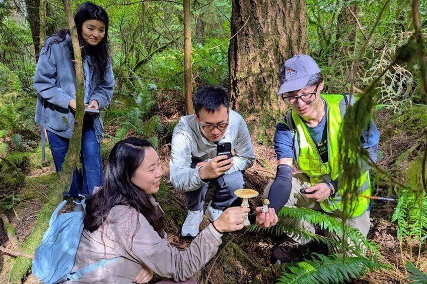 Four people in a forest, examining mushrooms. 4