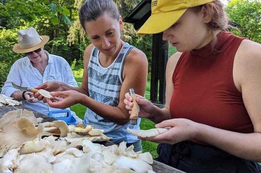 Cleaning oyster mushrooms 3