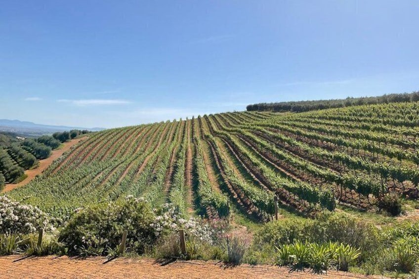 Cape Winelands Wine Tasting Private Tour 2
