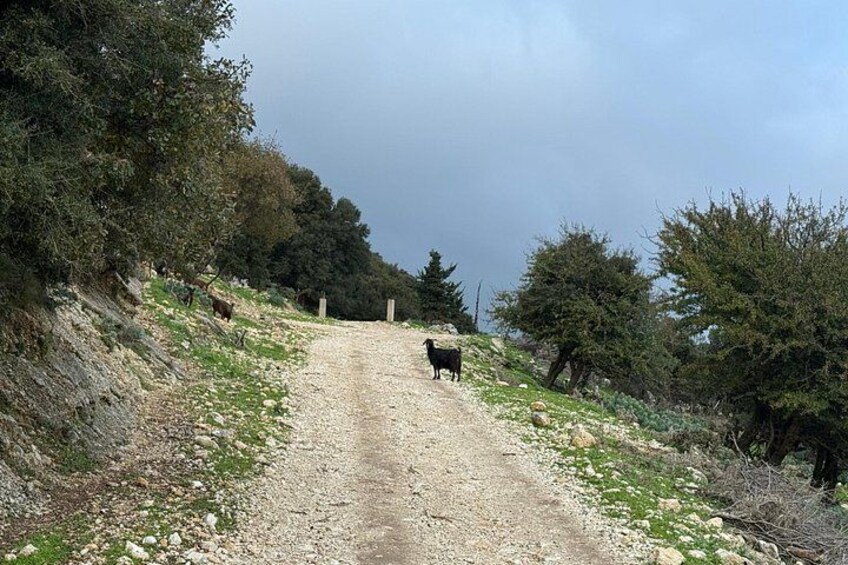 Kefalonia Ainos Premium 4x4 Van Experience 3