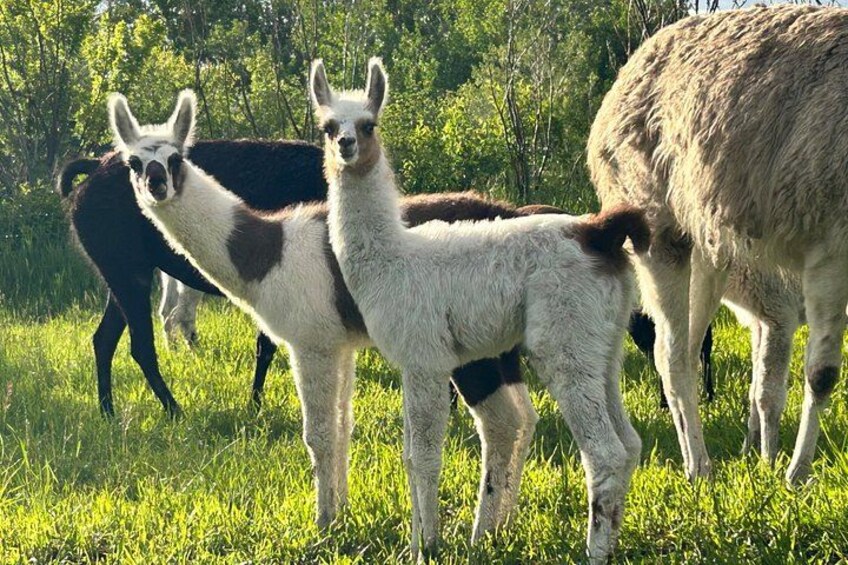 Experience Llamas | Bozeman Llama Farm Tours 2