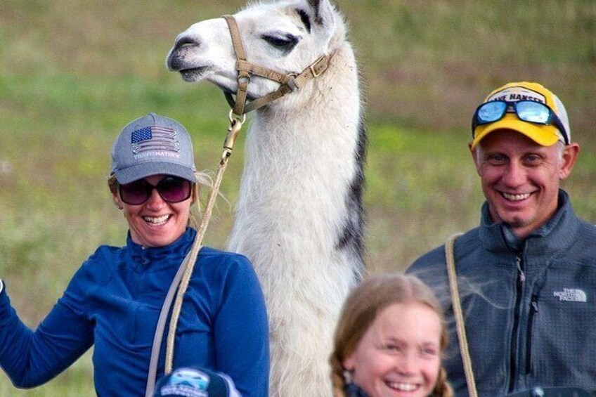 Experience Llamas | Bozeman Llama Farm Tours 2